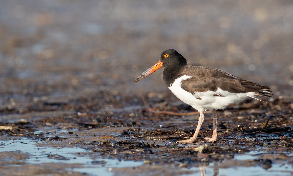 American Oystercatcher - Ian Davies