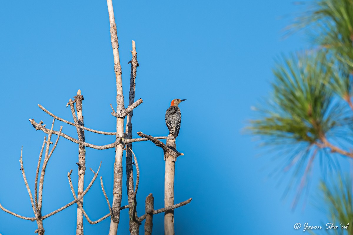 Red-bellied Woodpecker - ML359666851