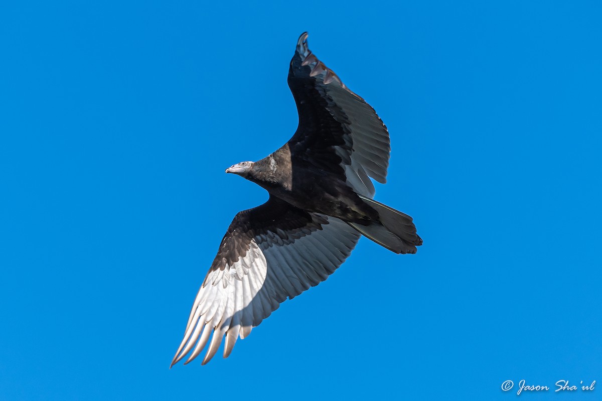 Turkey Vulture - ML359666991