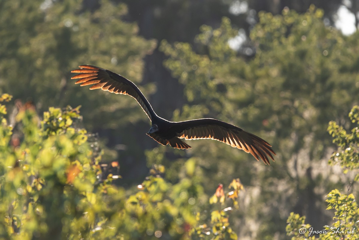 Turkey Vulture - ML359667031