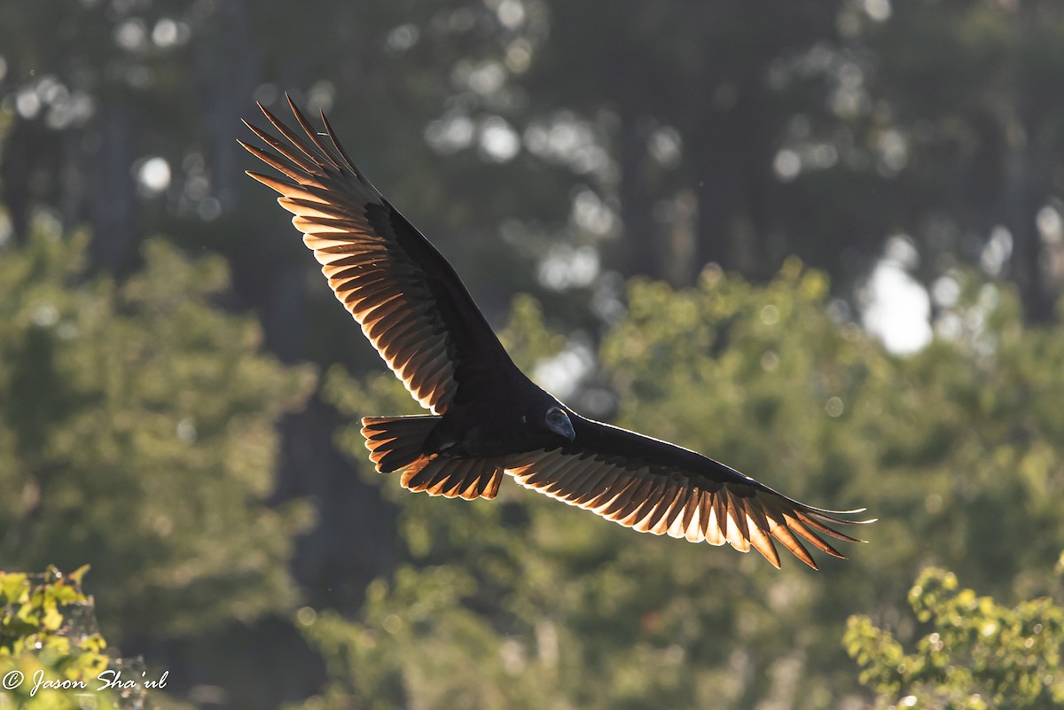 Turkey Vulture - ML359667041