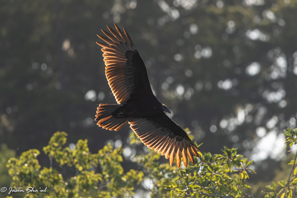 Turkey Vulture - ML359667051