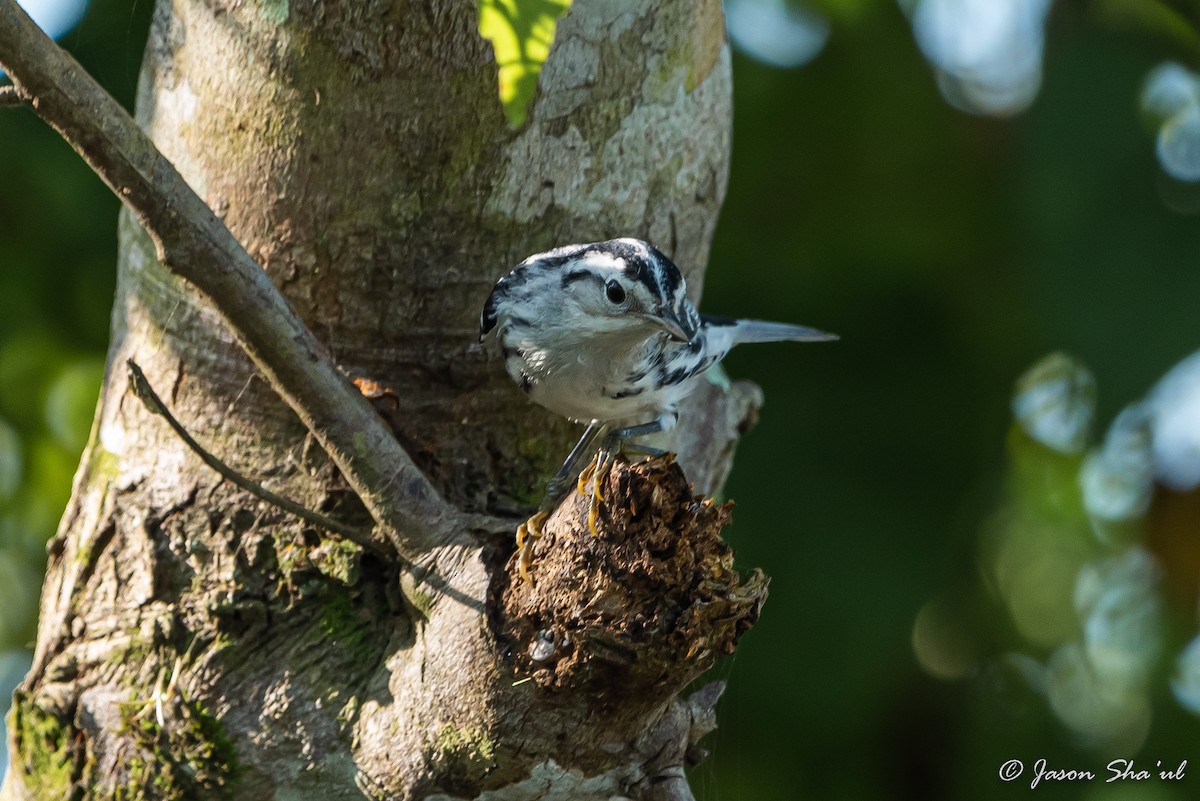 Black-and-white Warbler - ML359667071