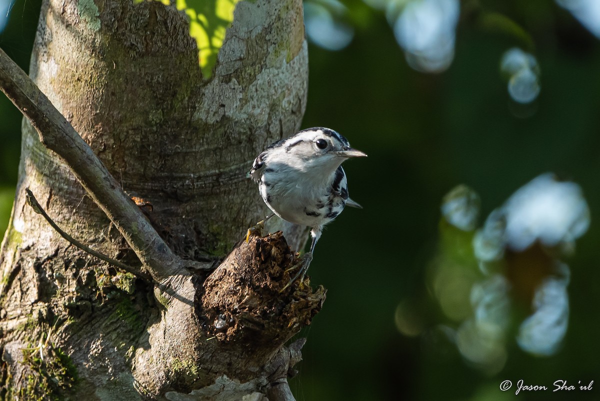 Black-and-white Warbler - ML359667081