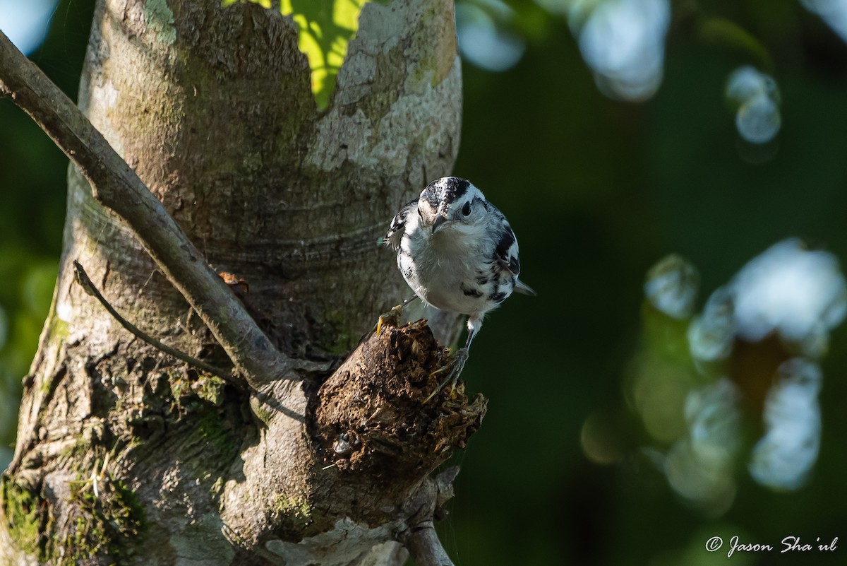 Black-and-white Warbler - ML359667091