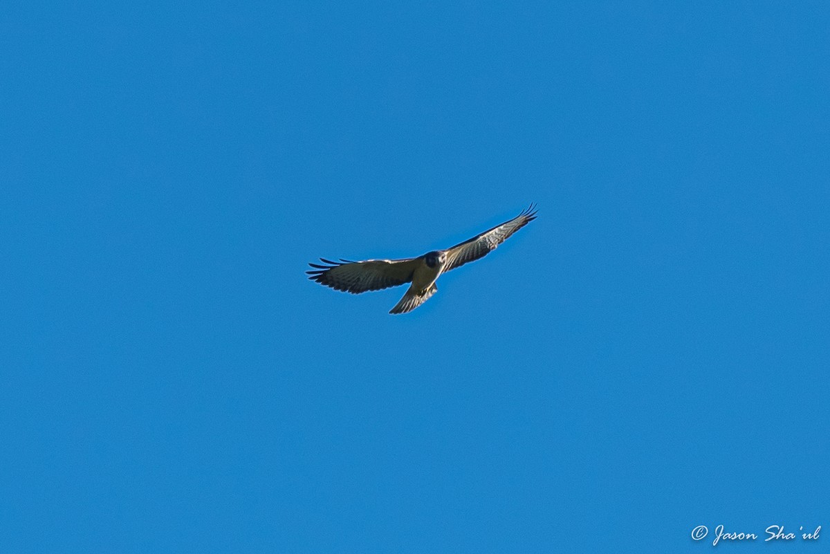 Short-tailed Hawk - ML359667461