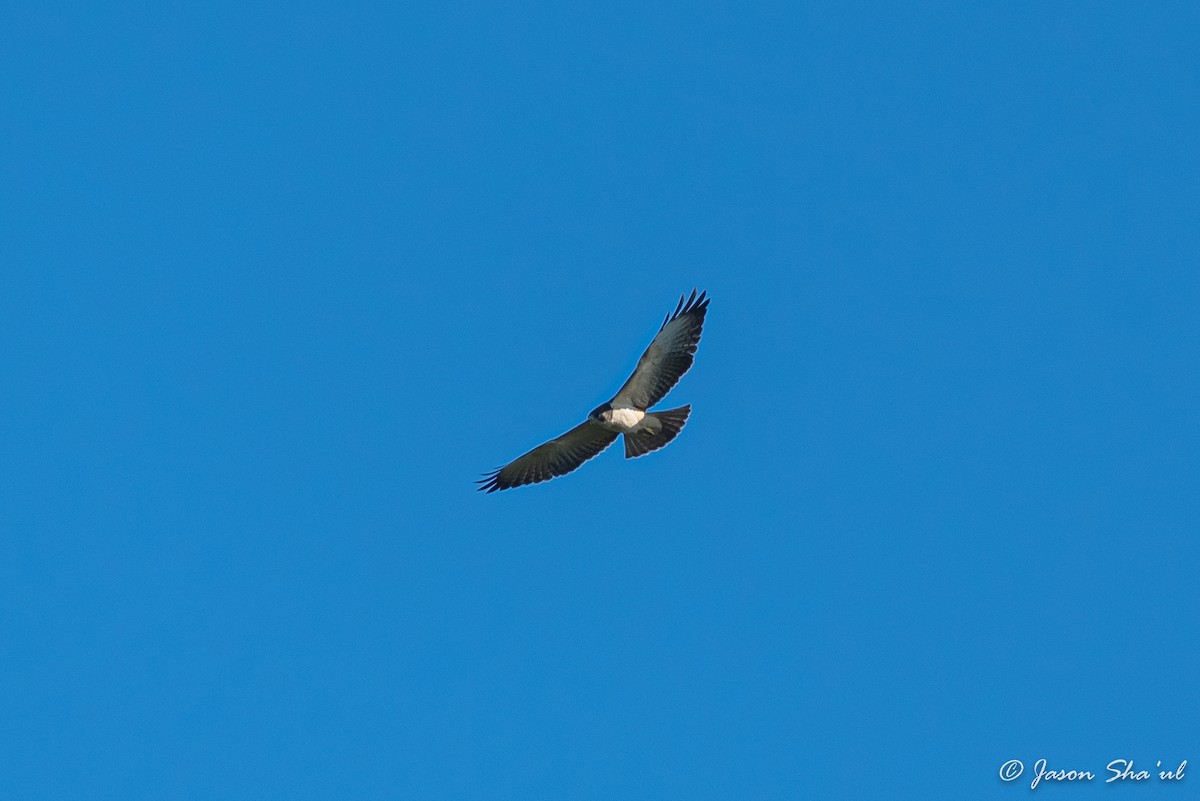 Short-tailed Hawk - ML359667471