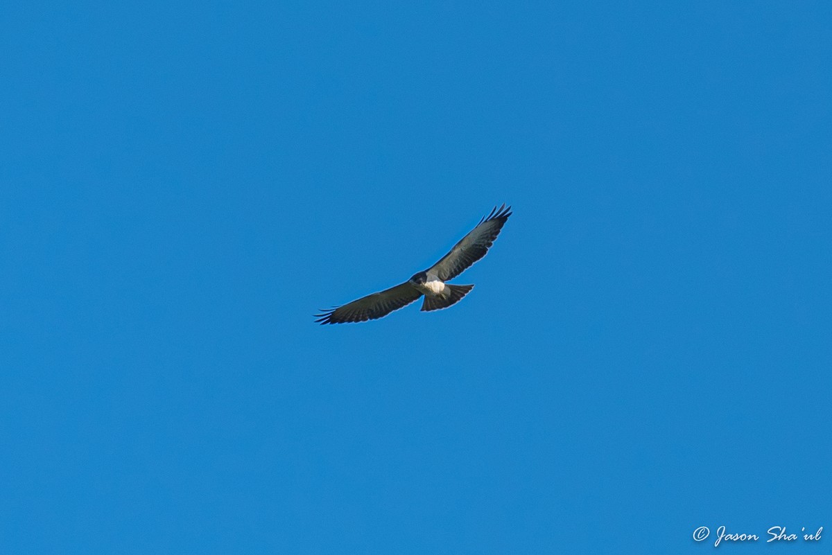 Short-tailed Hawk - ML359667481