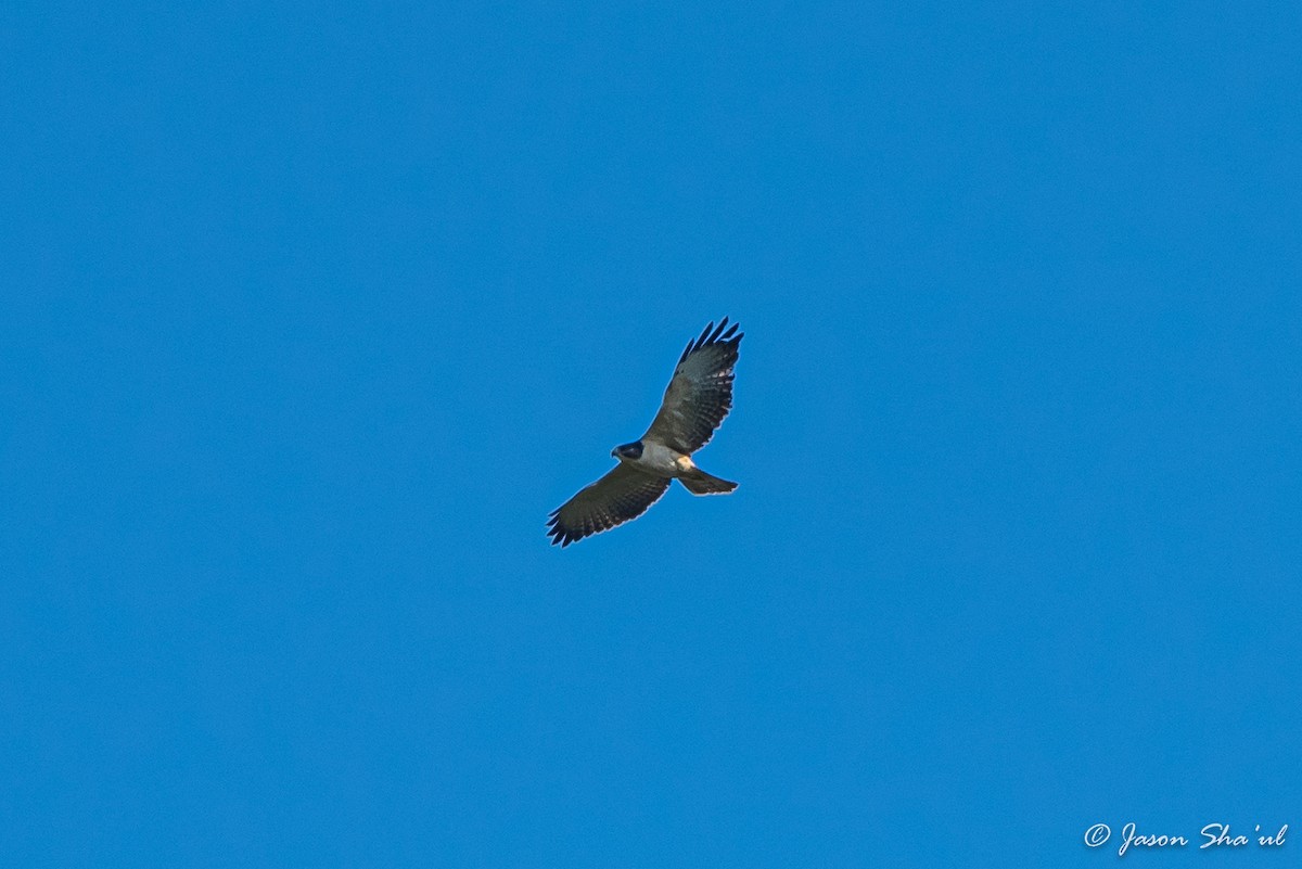 Short-tailed Hawk - ML359667491