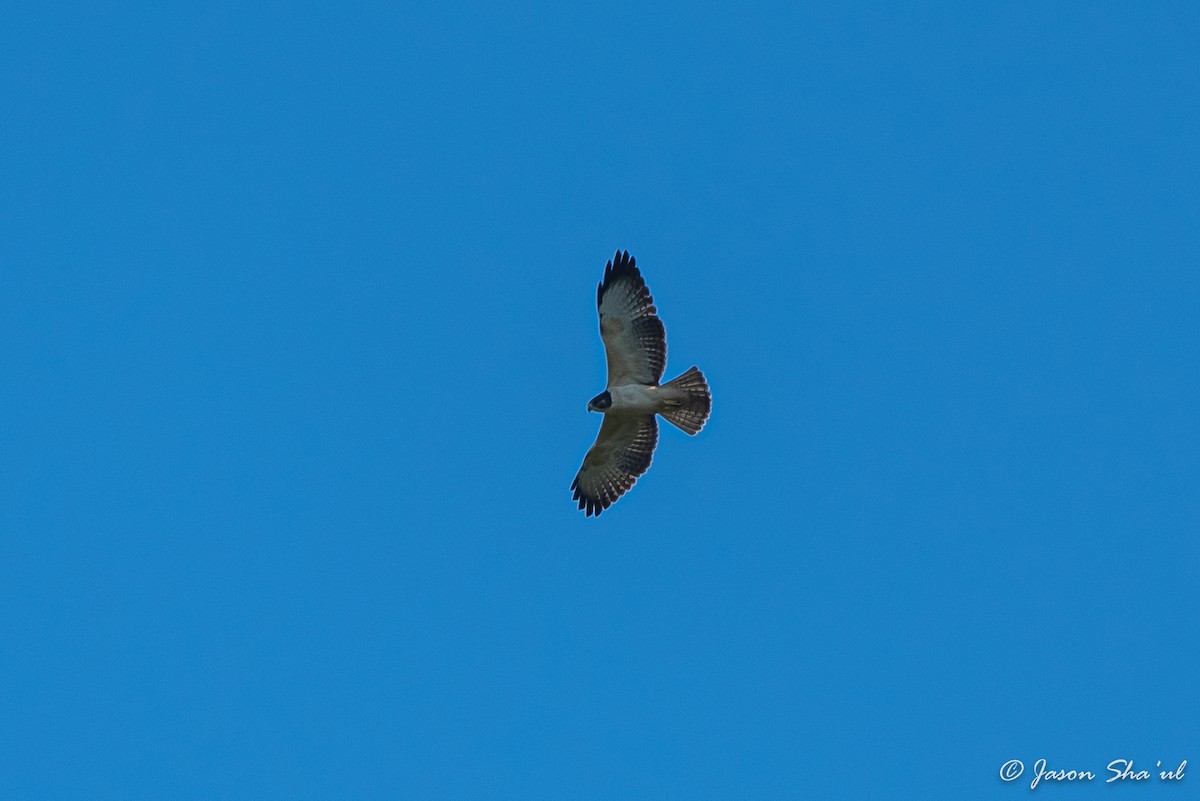 Short-tailed Hawk - ML359667501
