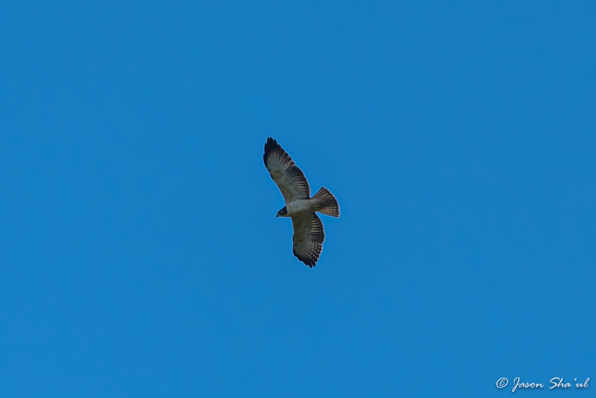 Short-tailed Hawk - ML359667511