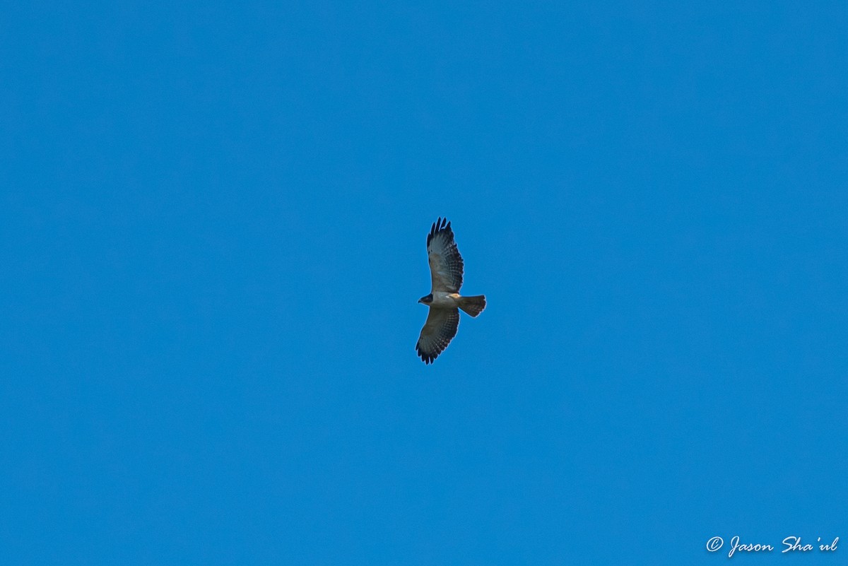 Short-tailed Hawk - ML359667521