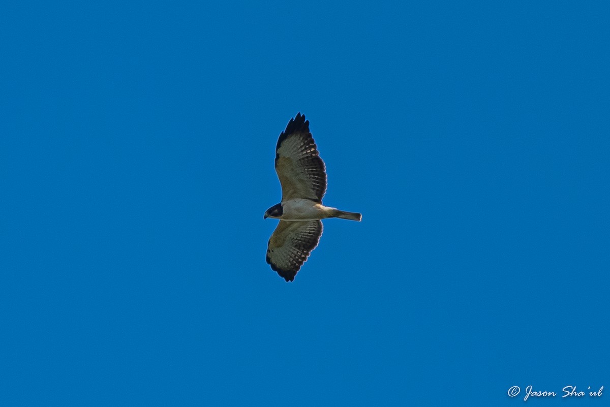 Short-tailed Hawk - ML359667551