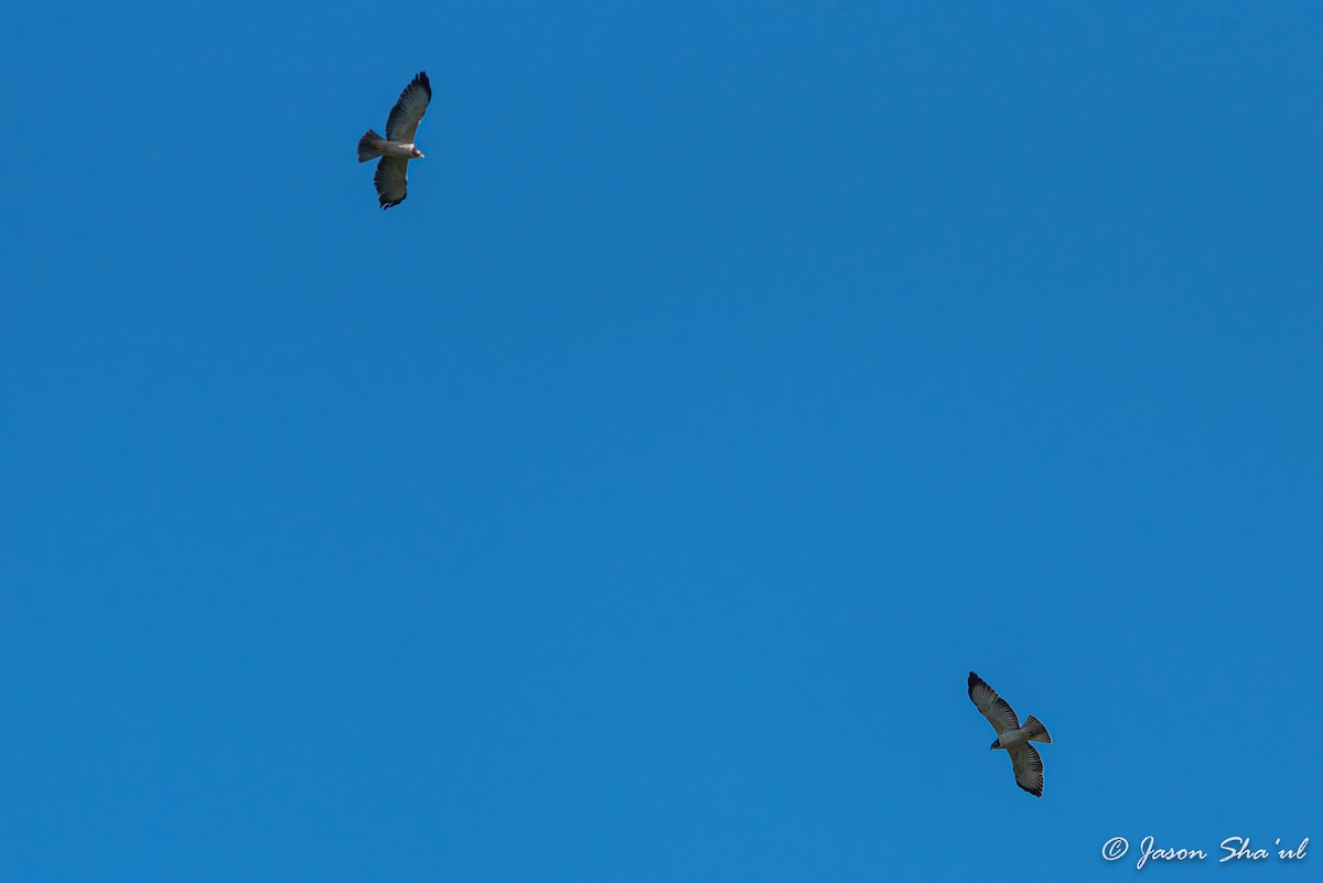 Short-tailed Hawk - ML359667561