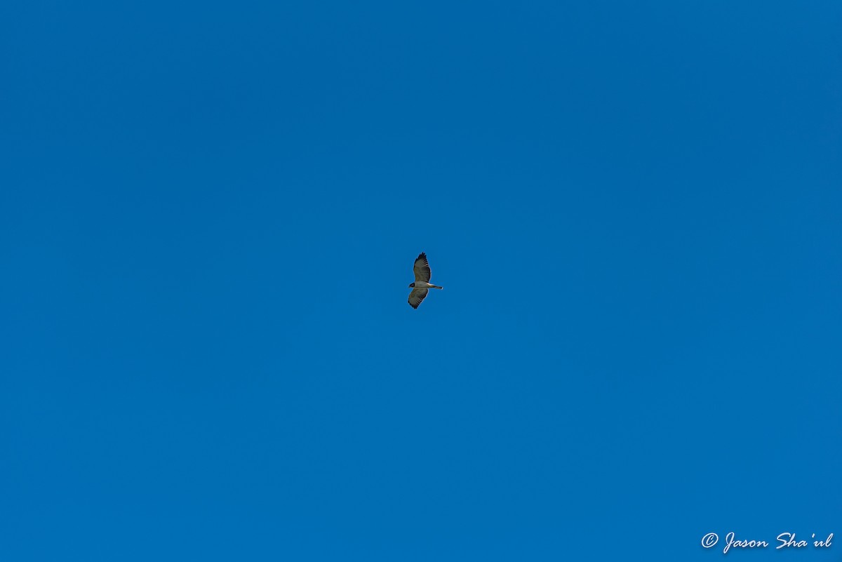 Short-tailed Hawk - ML359667581