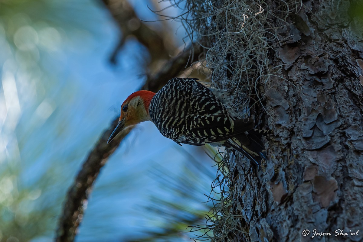 Red-bellied Woodpecker - ML359667891