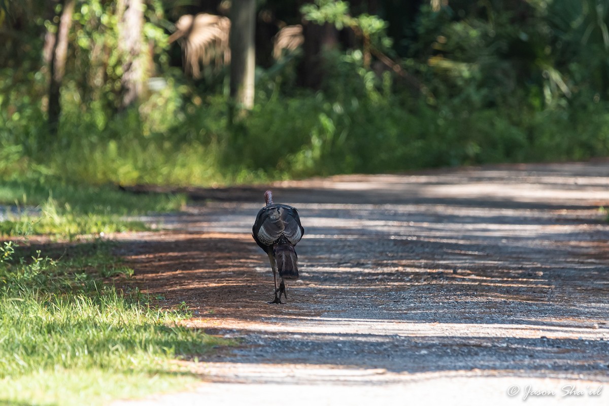 Wild Turkey - ML359668021