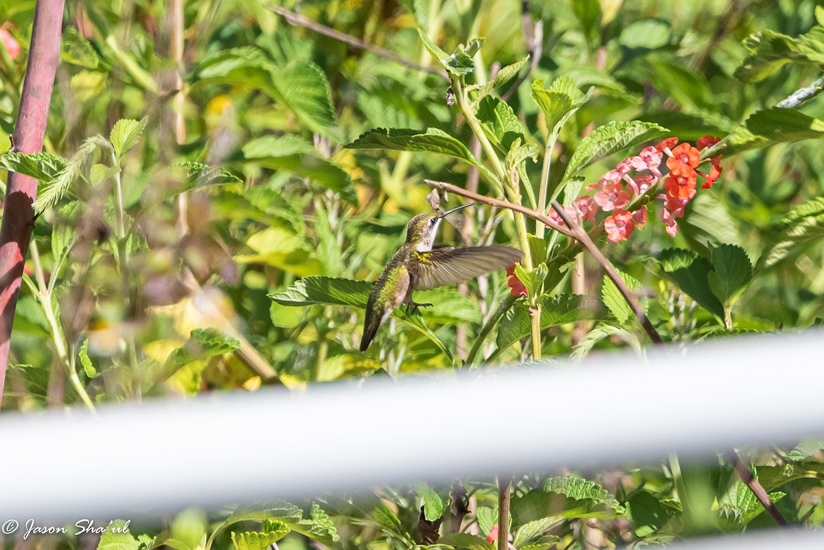 Ruby-throated Hummingbird - ML359668111