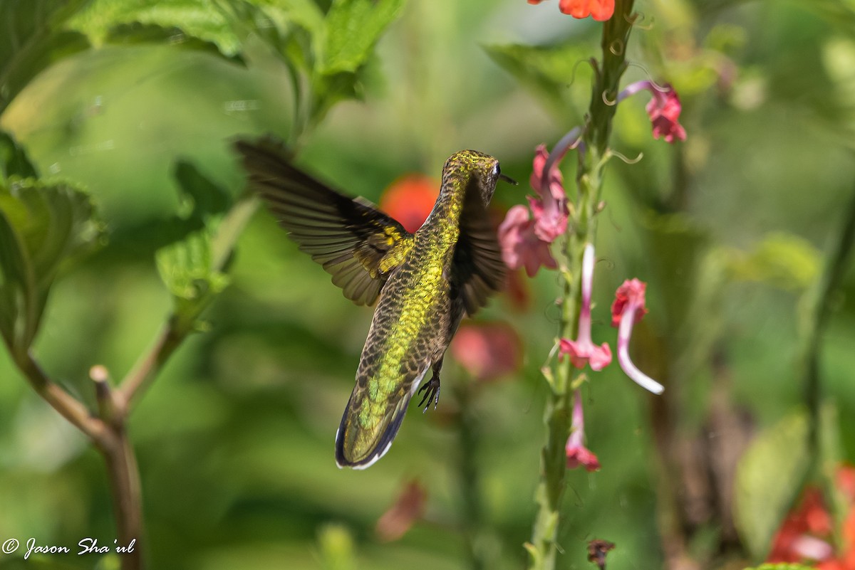 Ruby-throated Hummingbird - ML359668121