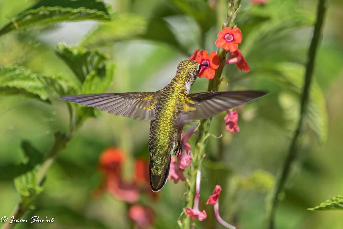 Ruby-throated Hummingbird - ML359668141