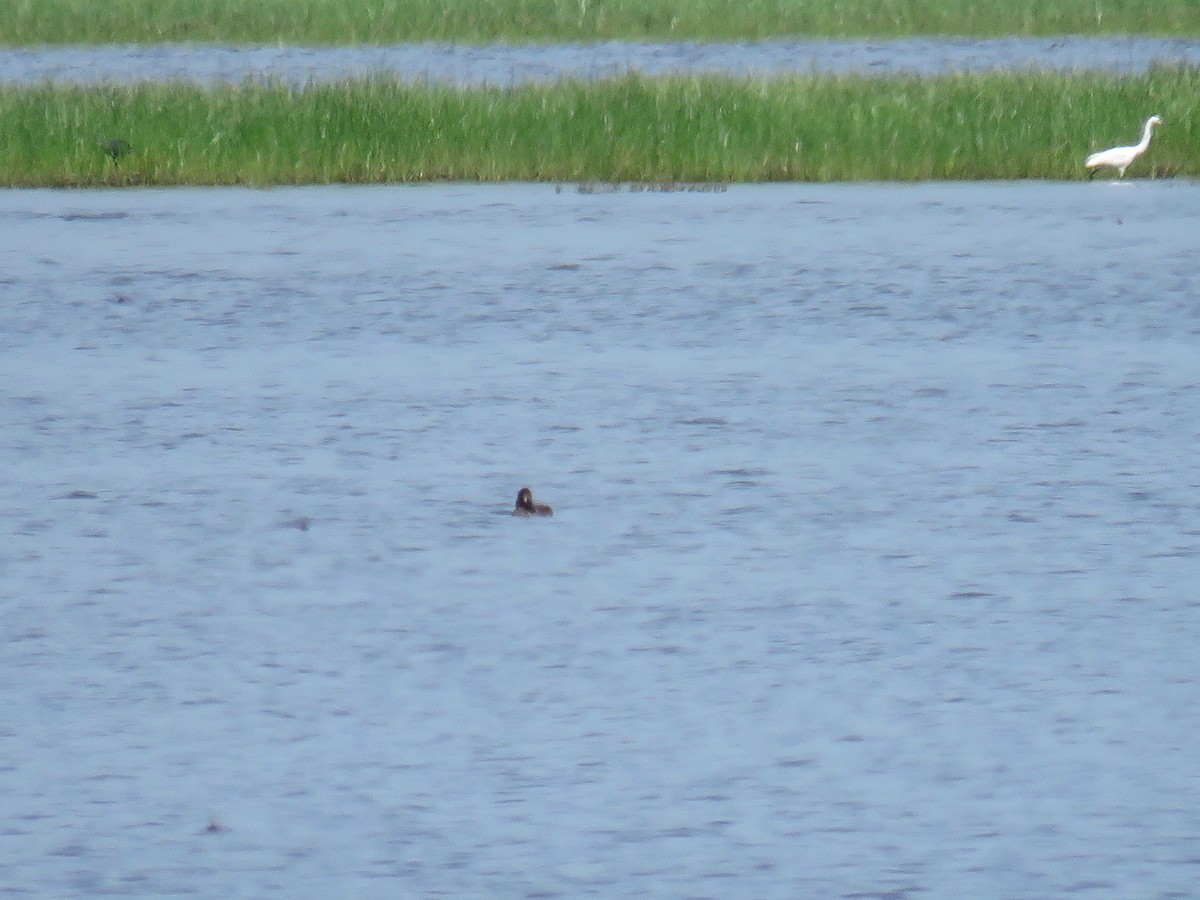 Lesser Scaup - ML35966871