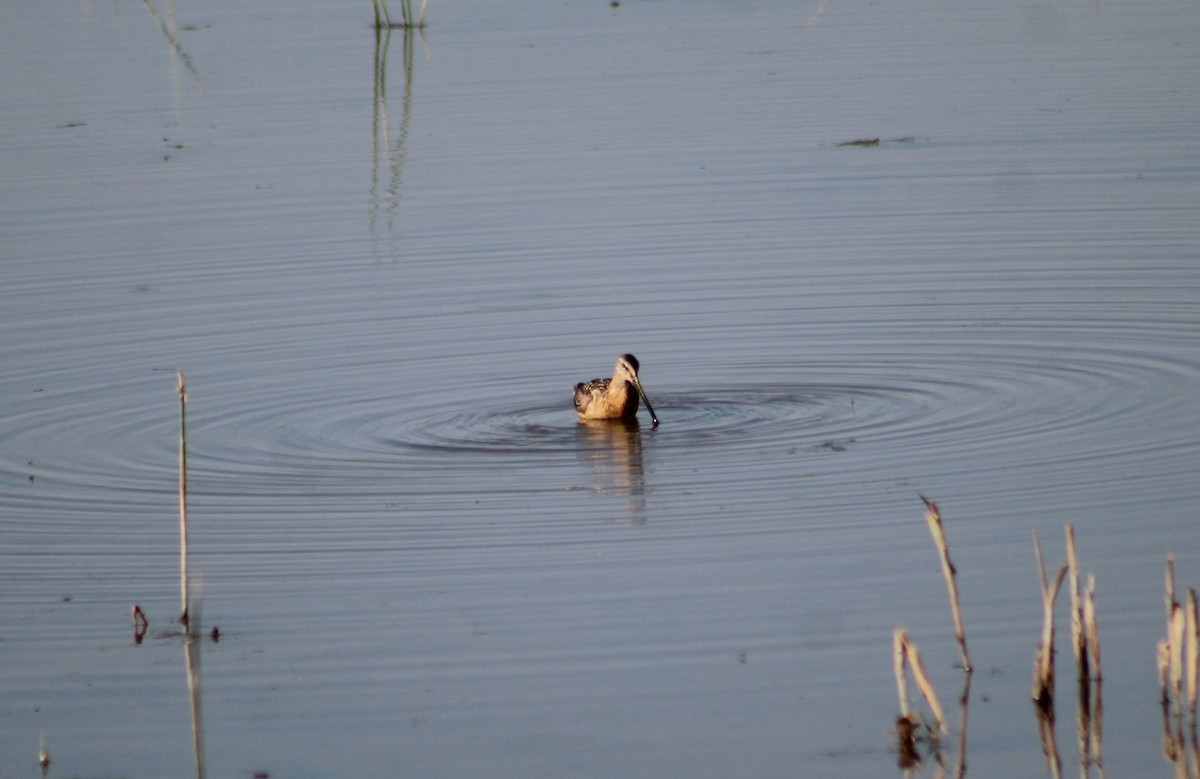 Long-billed Dowitcher - ML359668781