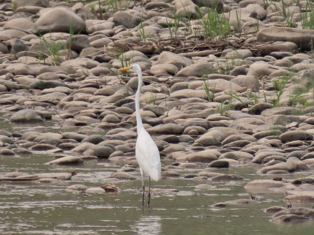 Цасч дэглий - ML359670631