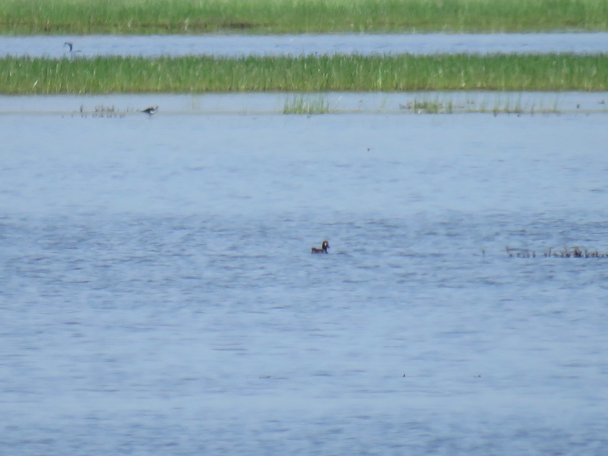 Lesser Scaup - ML35967081