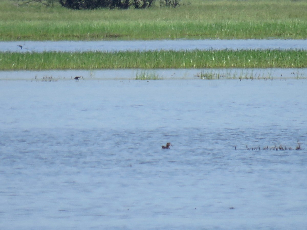 Lesser Scaup - ML35967101