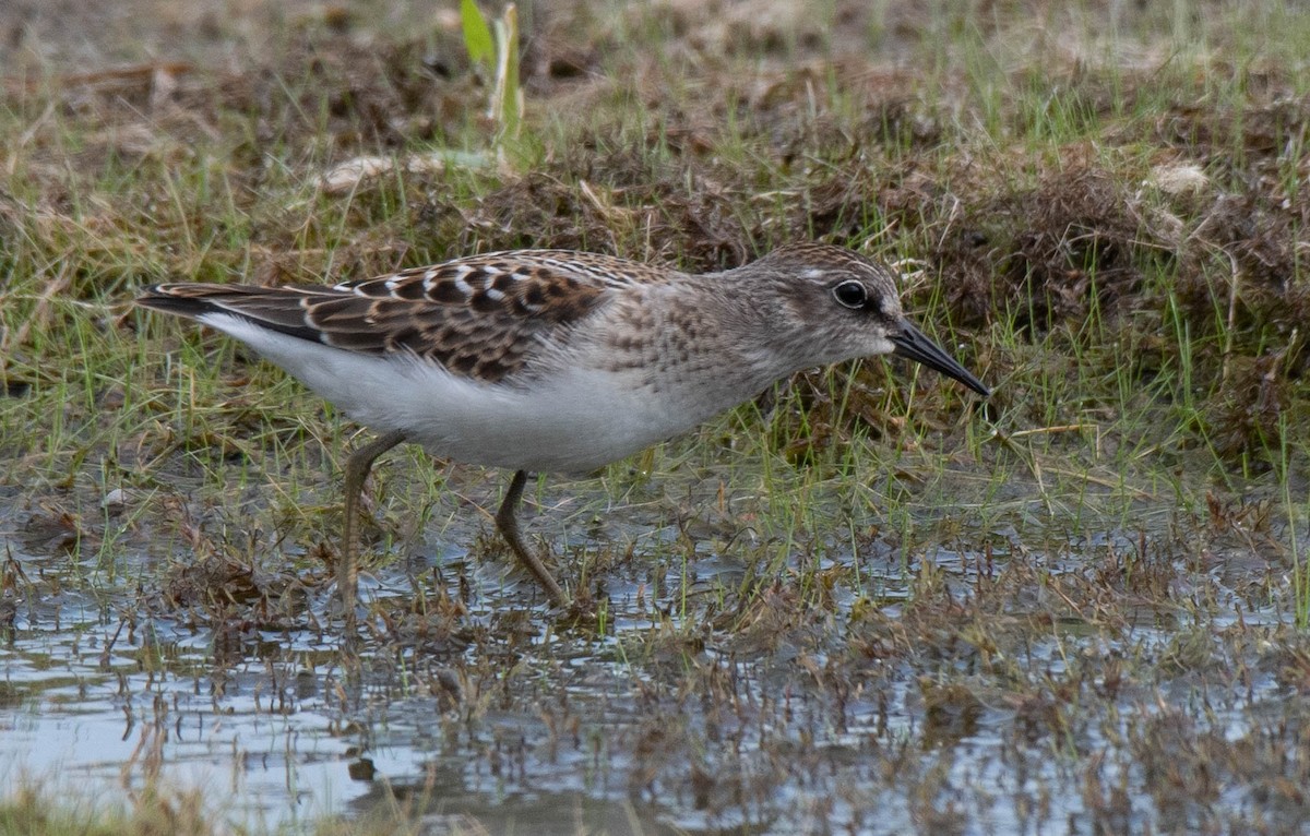 Least Sandpiper - ML359673131