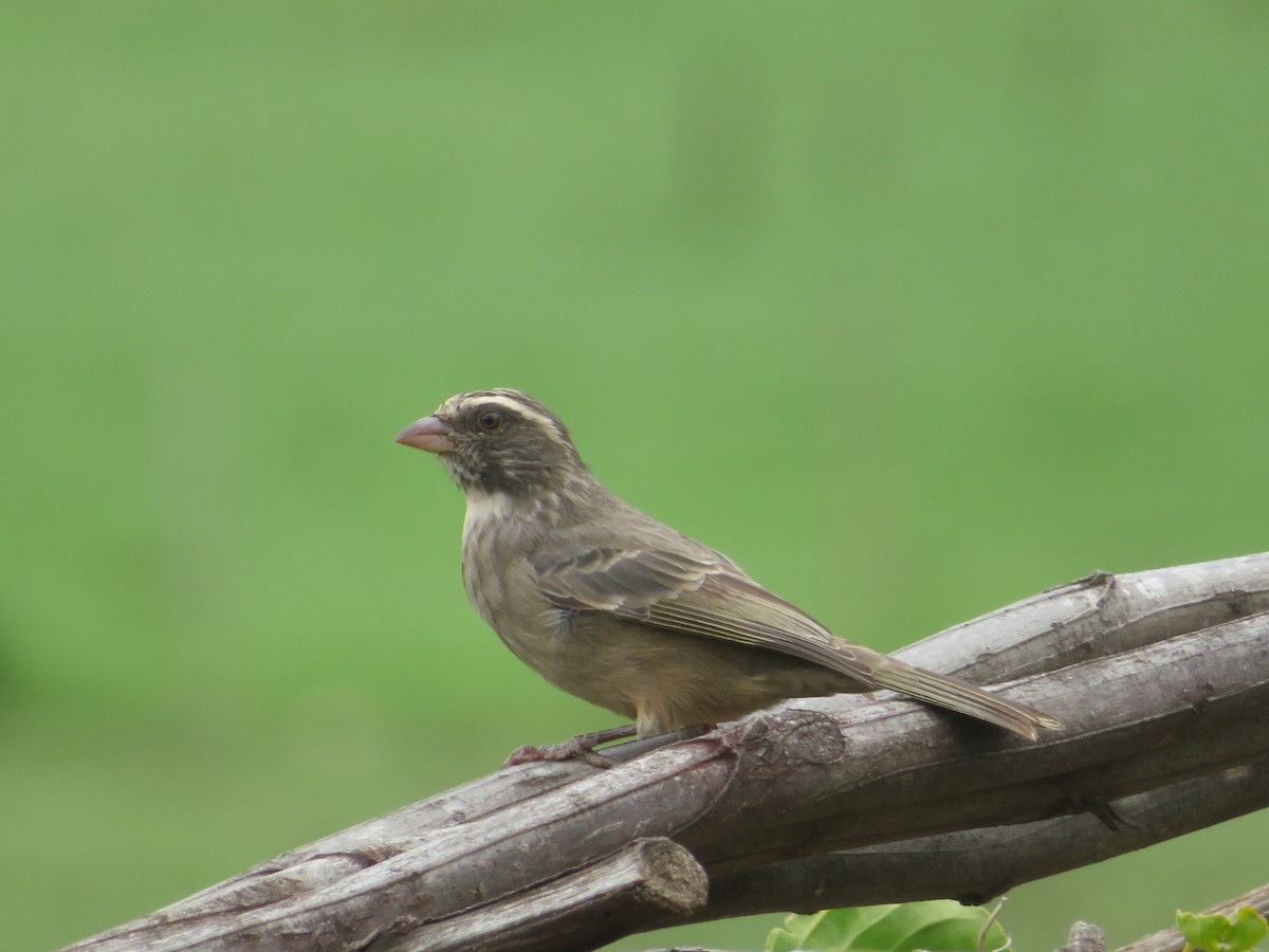 Streaky-headed Seedeater - ML359674551