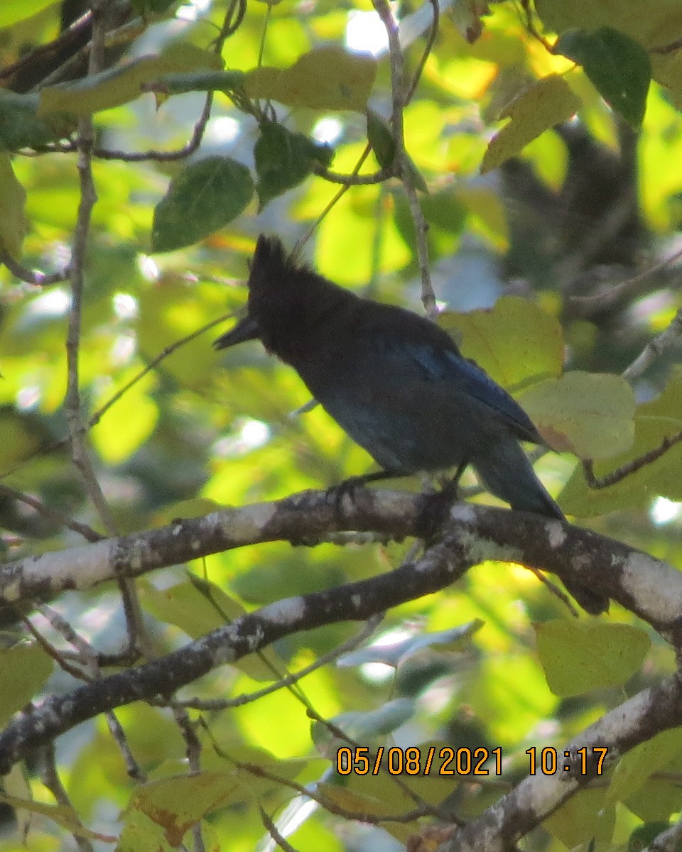 Steller's Jay - ML359675851