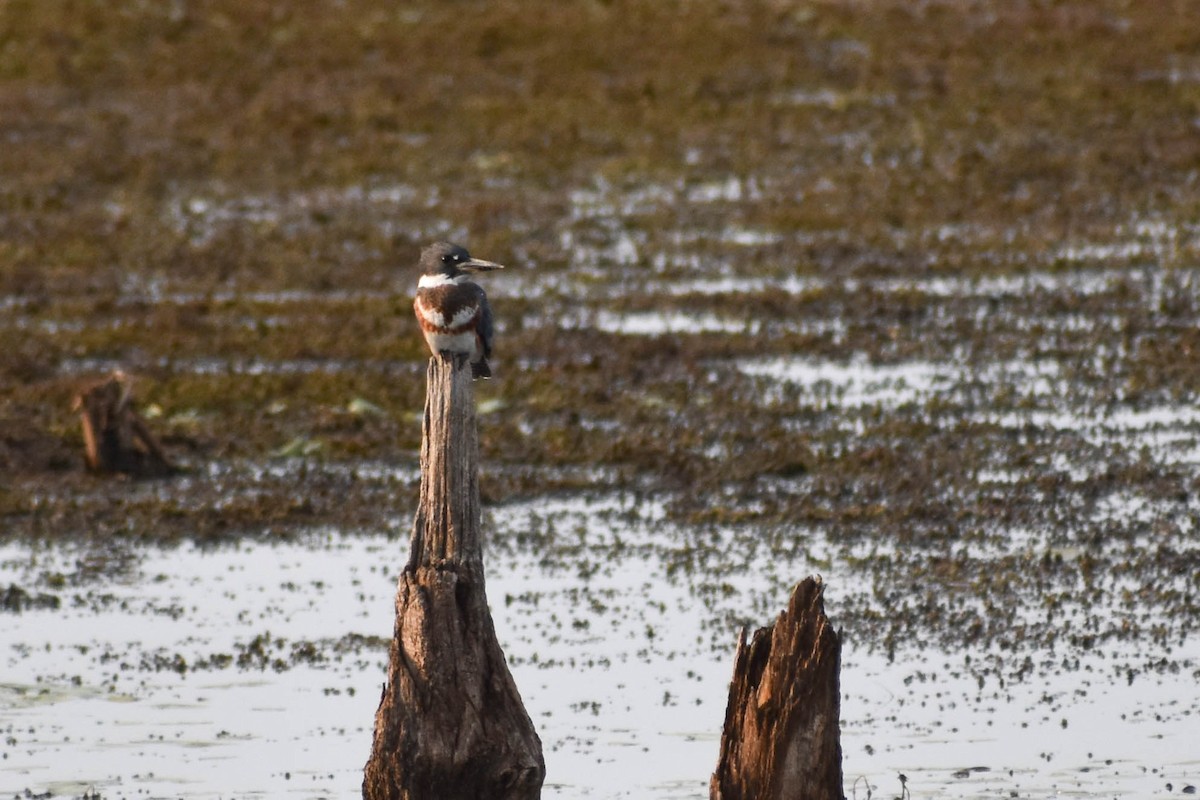 Belted Kingfisher - ML359676451