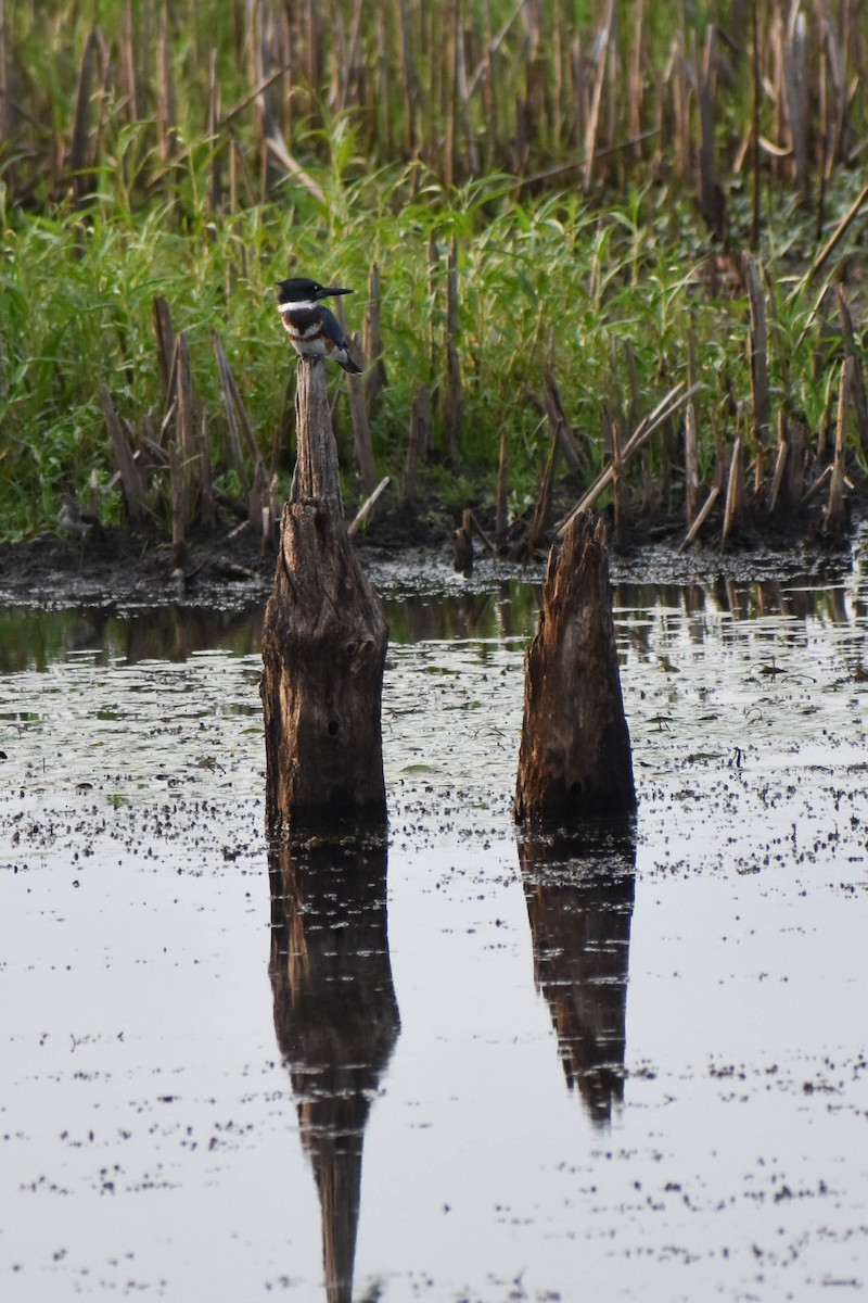 Belted Kingfisher - ML359676511