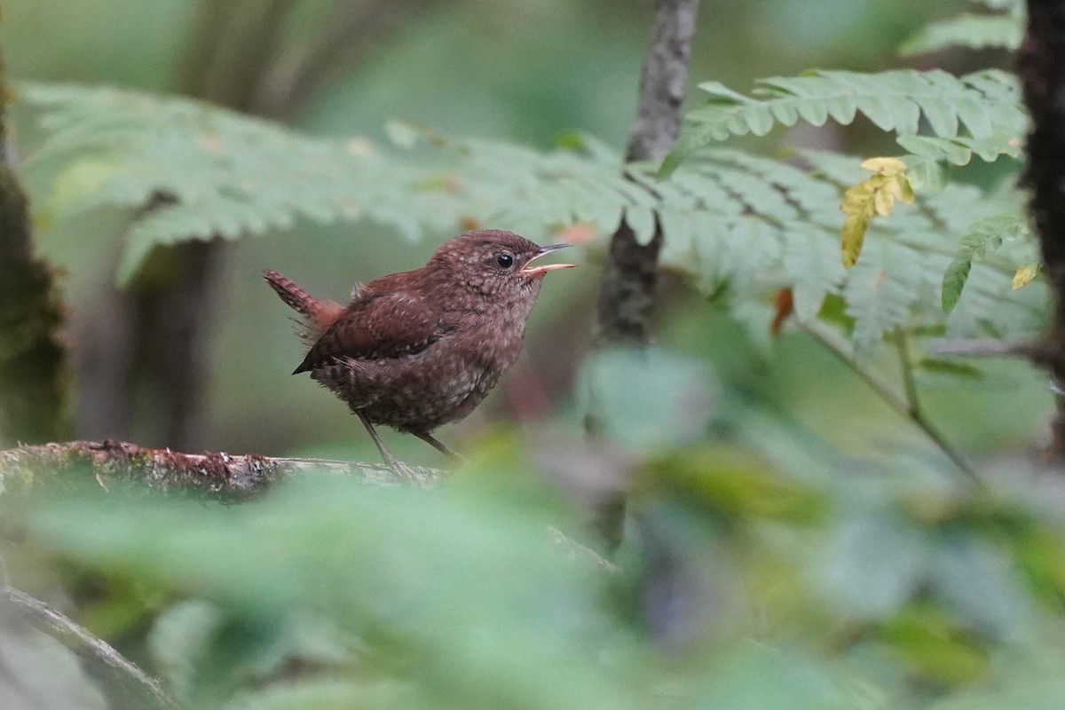 Winter Wren - ML359677261