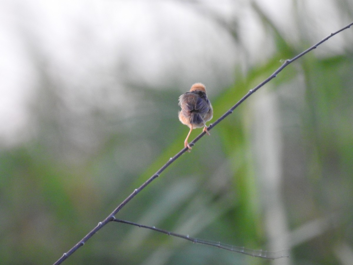 Golden-headed Cisticola - ML359678811