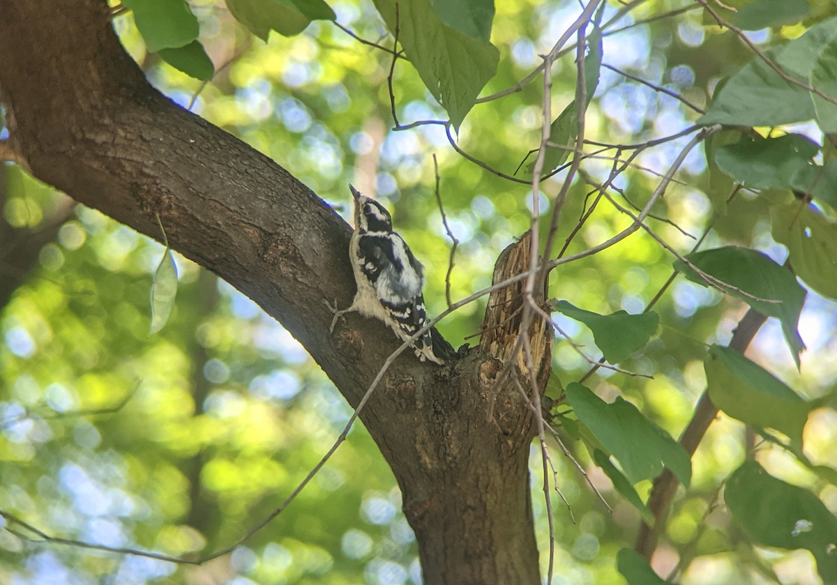 Downy Woodpecker - ML359679081
