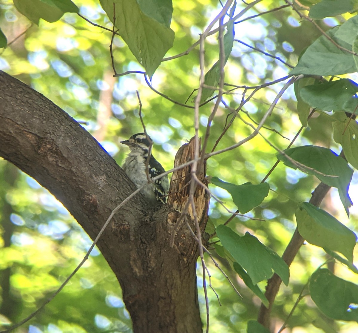 Downy Woodpecker - ML359679101