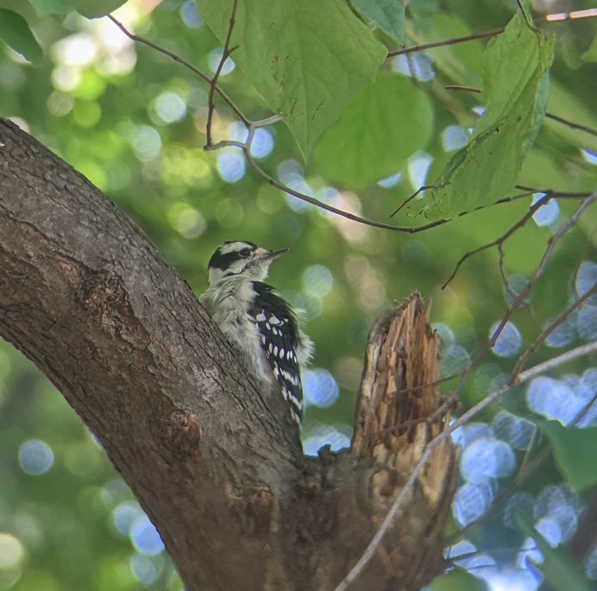 Downy Woodpecker - ML359679131