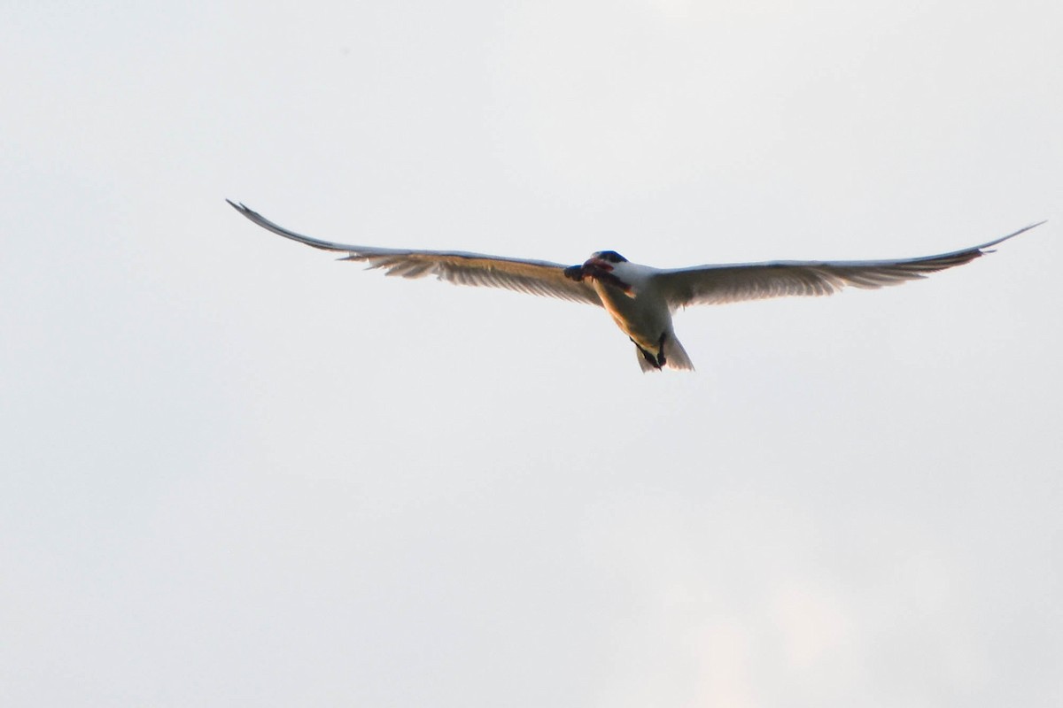 Caspian Tern - Andrea Heine