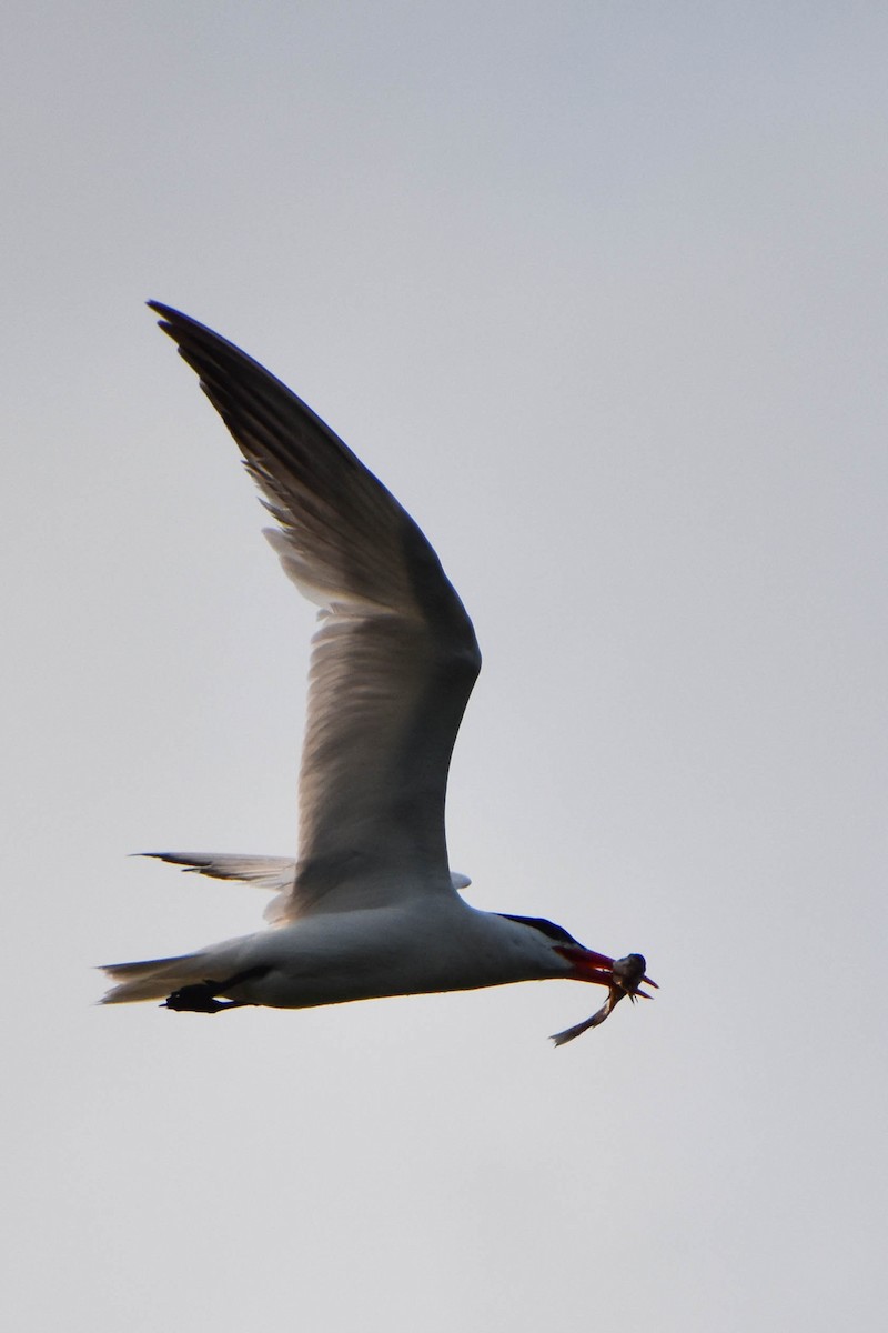 Caspian Tern - Andrea Heine