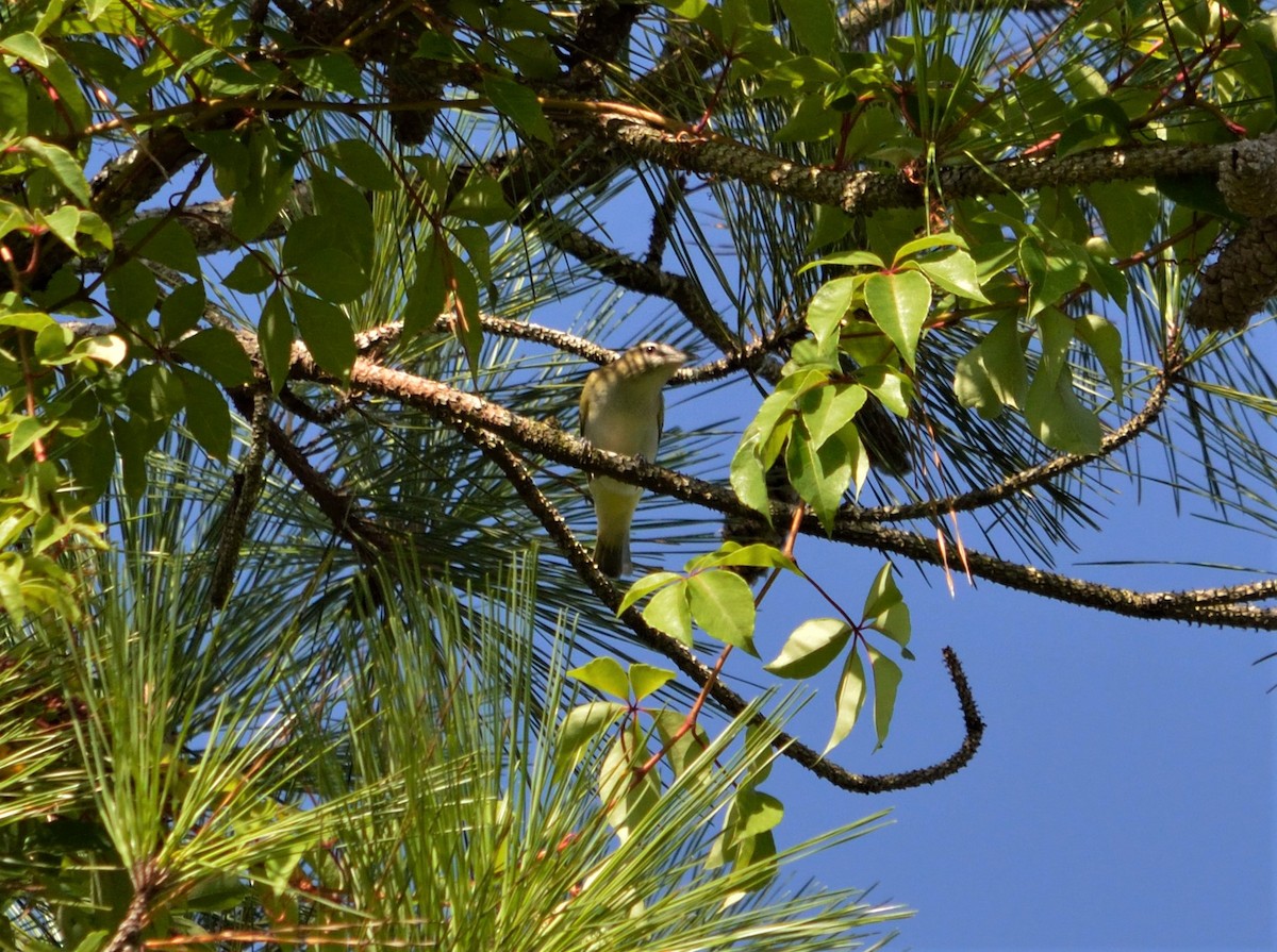 Rotaugenvireo - ML359680471