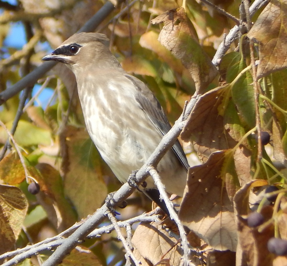 Cedar Waxwing - Ruth Rudesill