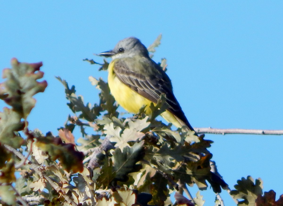 Couch's Kingbird - ML359682831