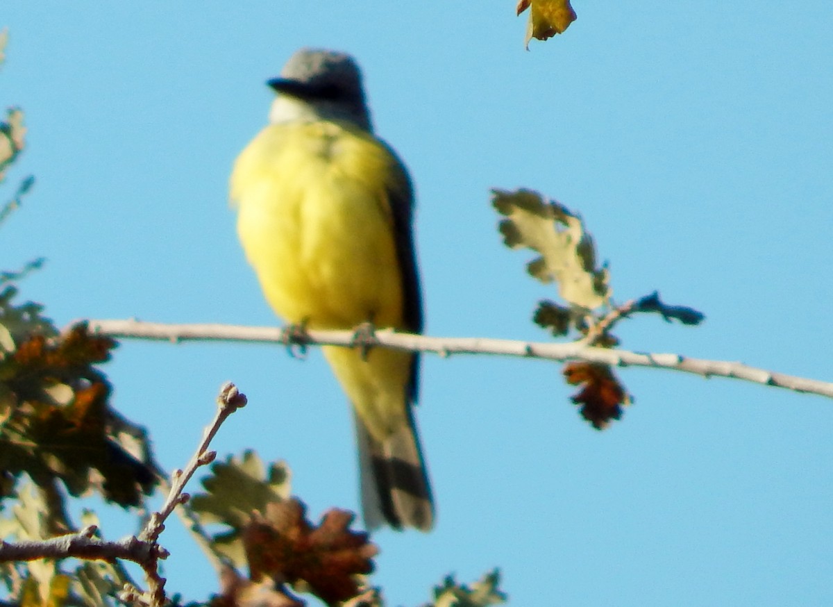 Couch's Kingbird - ML359682911