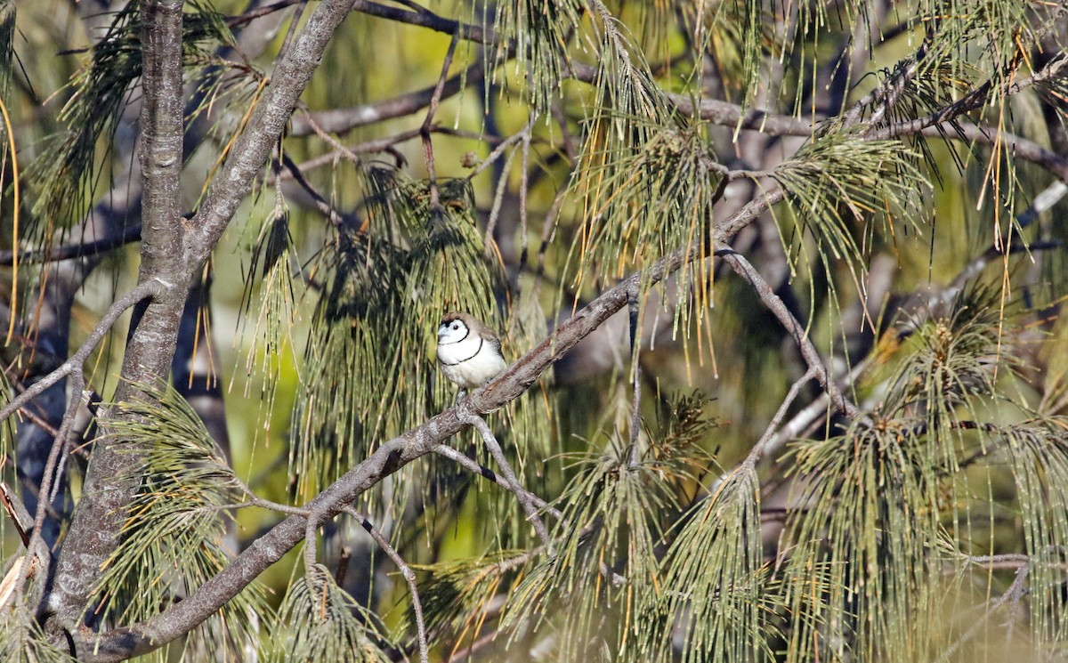 Double-barred Finch - ML359683001