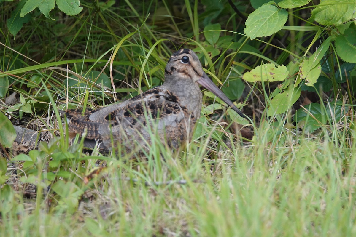 American Woodcock - ML359685751