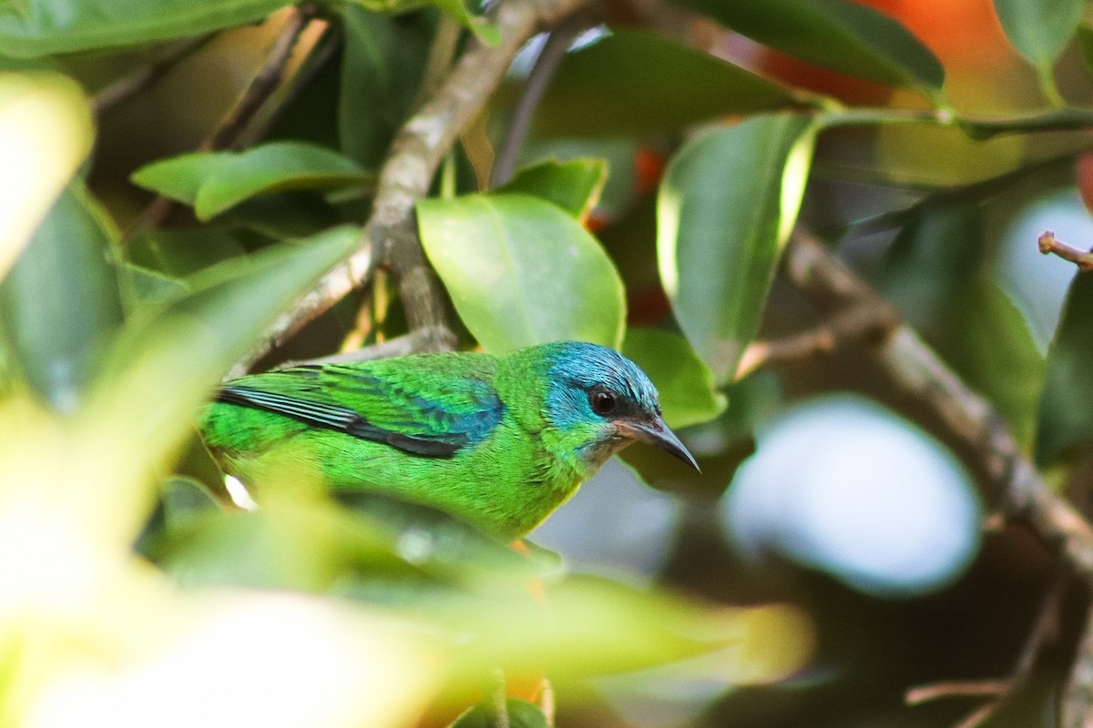 Blue Dacnis - Barbara Magali Semeszczuk