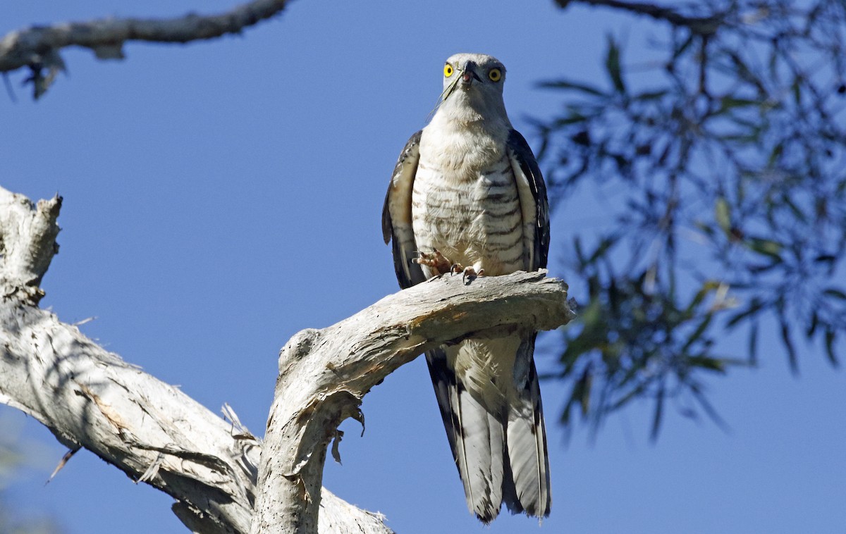 Pacific Baza - ML359687831