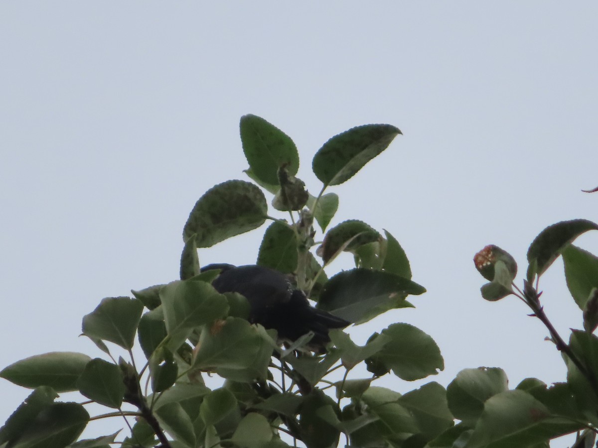 Black-backed Woodpecker - ML359688851